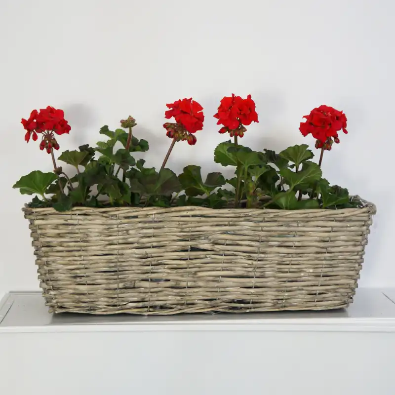 Szara skrzynka balkonowa 53 cm wypełniona kwitnącymi czerwonymi pelargoniami. Wiklinowa osłonka z folią ochronną, prezentująca sposób wykorzystania na tarasie.