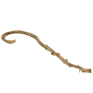 Pojedyncza laska bananowca o naturalnym brązowym kolorze. Egzotyczny susz o zakrzywionym kształcie długości około 70 cm.