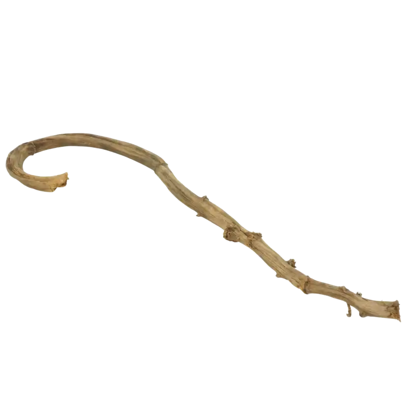 Pojedyncza laska bananowca o naturalnym brązowym kolorze. Egzotyczny susz o zakrzywionym kształcie długości około 70 cm.