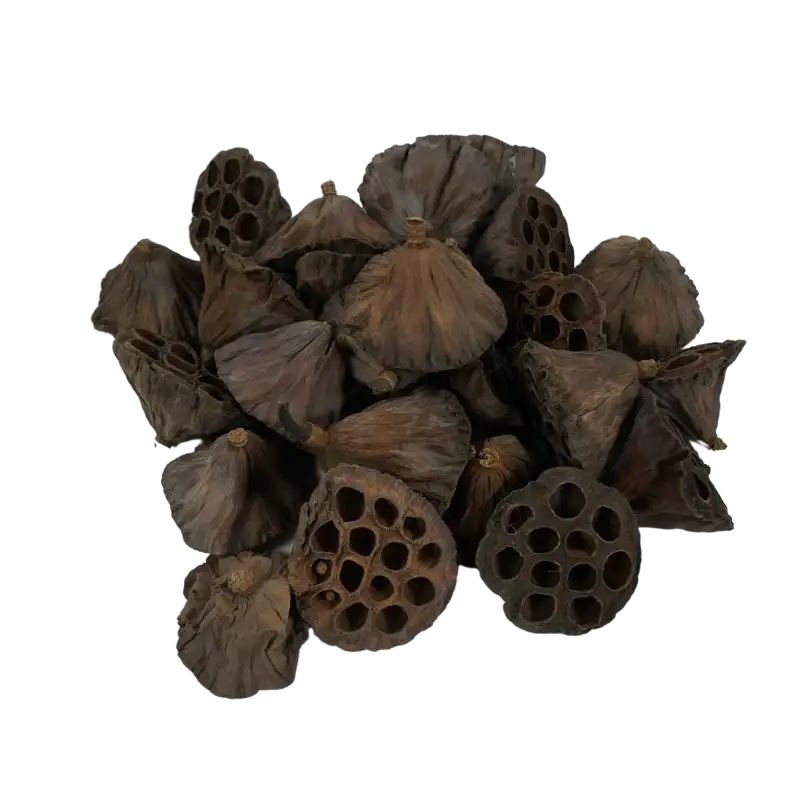 Naturalny susz egzotyczny kwiat lotosu w rozmiarze 6-8 cm. Zestaw około 25 sztuk idealny do tworzenia stroików i bukietów.