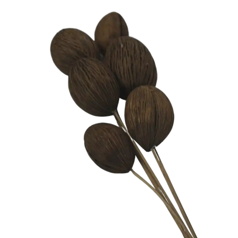 Susz egzotyczny Mintola 6 szt. o wysokości 23 cm to efektowny dodatek florystyczny. Szyszki 11x7 cm na patyczkach tworzą naturalną dekorację bukietów i stroików.