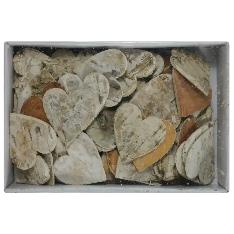 Opakowanie serc z kory brzozy o wymiarach 4x12x19 cm widoczne z góry. Przezroczyste wieczko eksponuje zawartość pudełka.