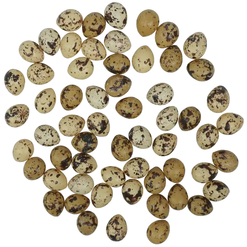 Rozsypane na płaskim podłożu jaja przepiórcze o wymiarach 3 x 2,5 cm, prezentujące naturalny, nakrapiany wzór.