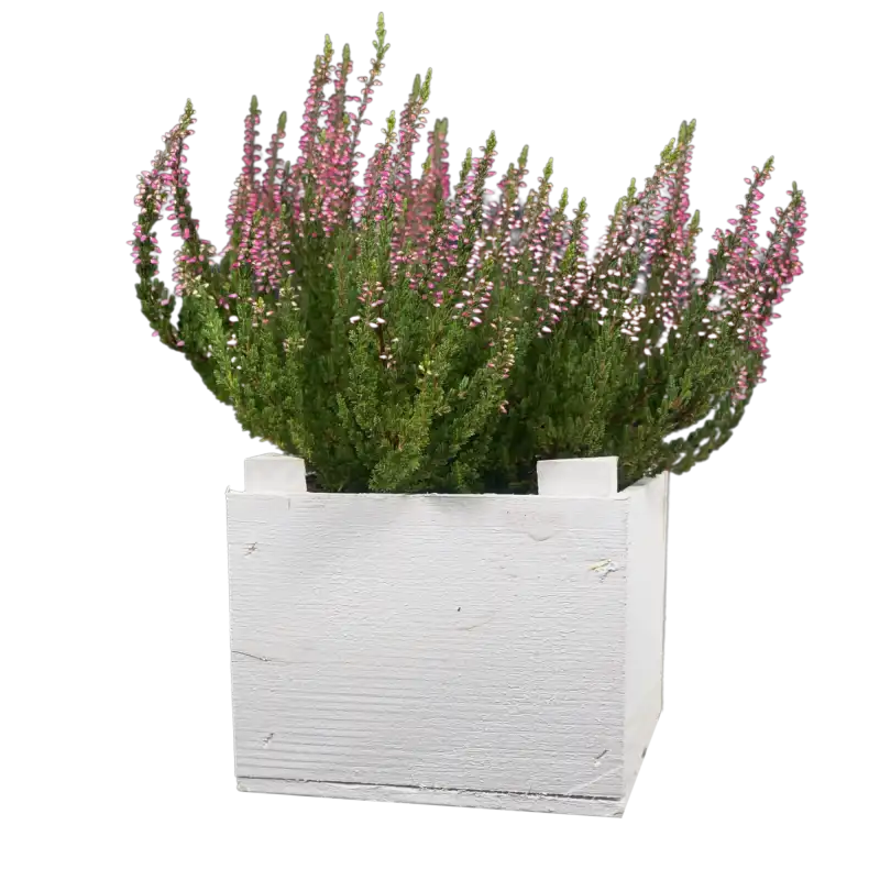 Biała drewniana skrzynka o wymiarach 13x13 cm wypełniona wrzosami na białym tle, widoczna z profilu.