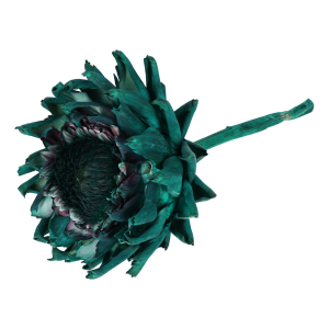 Suszony karczoch w intensywnym odcieniu zieleni o długości 30 cm i średnicy 15-16 cm. Doskonały dodatek do bukietów i stroików florystycznych.