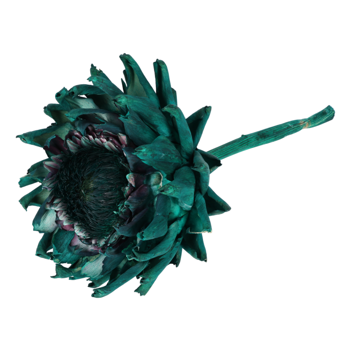 Suszony karczoch w intensywnym odcieniu zieleni o długości 30 cm i średnicy 15-16 cm. Doskonały dodatek do bukietów i stroików florystycznych.