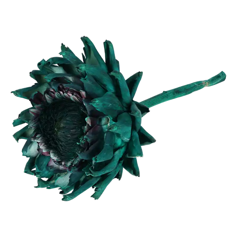 Suszony karczoch w intensywnym odcieniu zieleni o długości 30 cm i średnicy 15-16 cm. Doskonały dodatek do bukietów i stroików florystycznych.