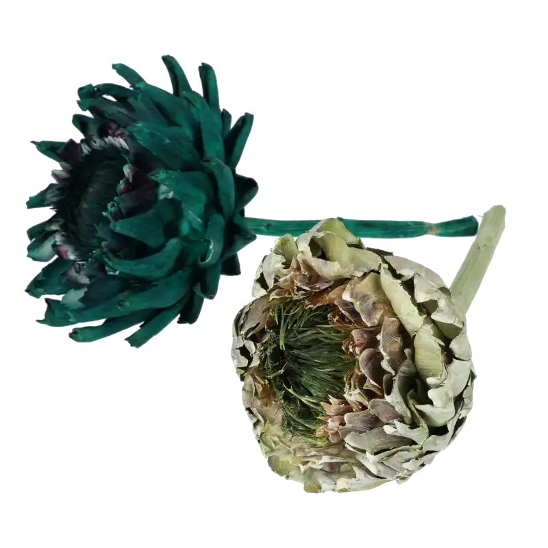 Dwa suszone karczochy o średnicy 15-16 cm, zielony oraz naturalny, ułożone jako inspiracja do kompozycji florystycznych.