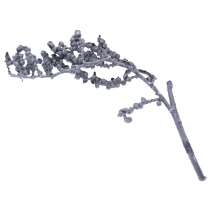 Pojedyncza gałązka czarnej Canelli woskowanej. Naturalny susz egzotyczny o długości 20-30 cm idealny do florystyki i ozdób.