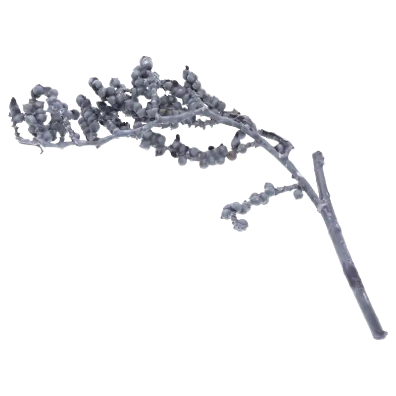 Pojedyncza gałązka czarnej Canelli woskowanej. Naturalny susz egzotyczny o długości 20-30 cm idealny do florystyki i ozdób.