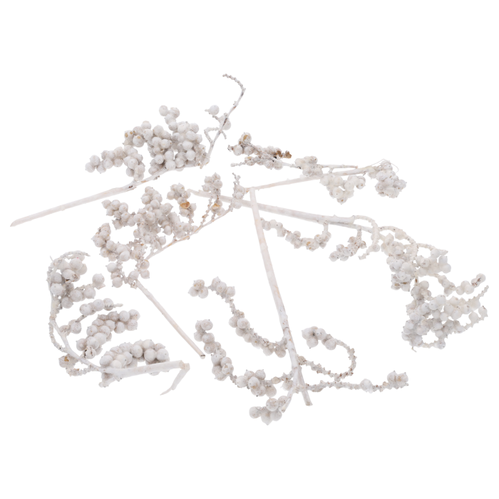 Zestaw 4 białych woskowanych gałązek Canella o długości 20-30 cm. Naturalny susz egzotyczny idealny do kompozycji florystycznych, widoczny w pełnym składzie na białym tle.