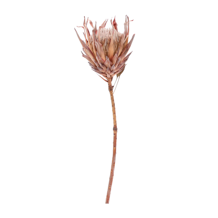 Naturalna suszona protea o wysokości 50 cm w pełnej okazałości. Egzotyczny kwiat o unikalnym kształcie, idealny do dekoracji wnętrz i kompozycji florystycznych.