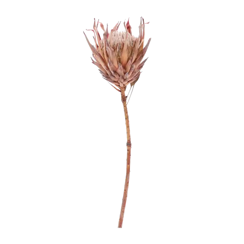 Naturalna suszona protea o wysokości 50 cm w pełnej okazałości. Egzotyczny kwiat o unikalnym kształcie, idealny do dekoracji wnętrz i kompozycji florystycznych.