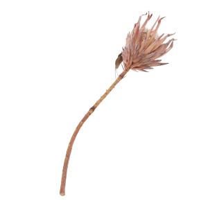 Suszona protea 50 cm ułożona pod skosem, ukazująca długą łodygę oraz naturalną formę egzotycznego kwiatu gotowego do bukietu.