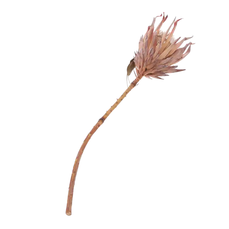 Suszona protea 50 cm ułożona pod skosem, ukazująca długą łodygę oraz naturalną formę egzotycznego kwiatu gotowego do bukietu.