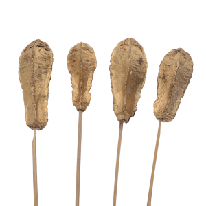 Złoty susz egzotyczny Mahogany pod, 4 sztuki o długości 50 cm na drewnianych patyczkach do kompozycji florystycznych.
