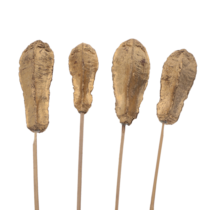 Złoty susz egzotyczny Mahogany pod, 4 sztuki o długości 50 cm na drewnianych patyczkach do kompozycji florystycznych.