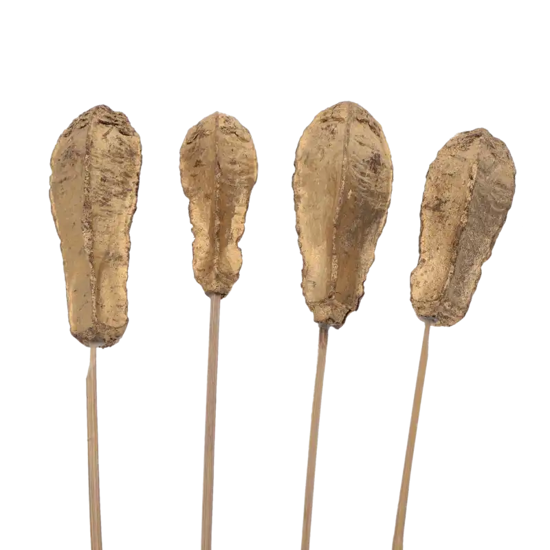 Złoty susz egzotyczny Mahogany pod, 4 sztuki o długości 50 cm na drewnianych patyczkach do kompozycji florystycznych.