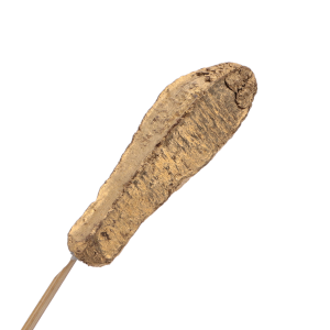 Szczegółowe ujęcie pojedynczego złotego strąka Mahogany pod zamocowanego na drewnianym patyczku.