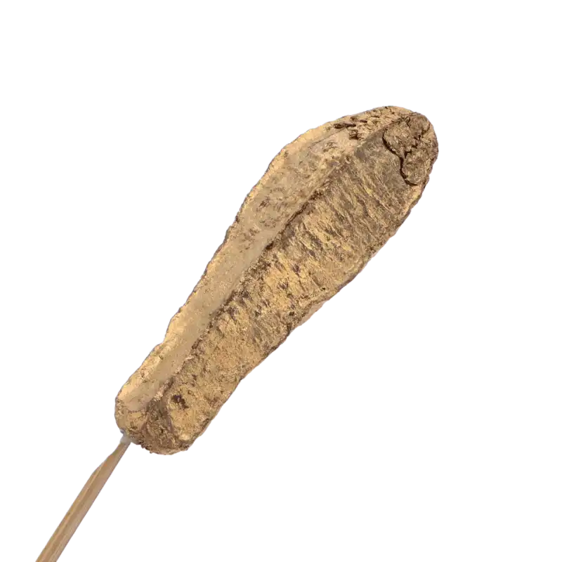 Szczegółowe ujęcie pojedynczego złotego strąka Mahogany pod zamocowanego na drewnianym patyczku.