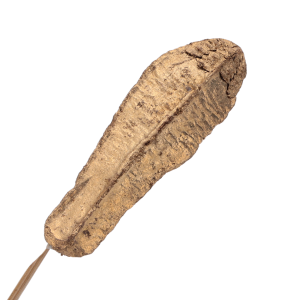 Wyraźne zbliżenie na teksturę i złotą powłokę suszu egzotycznego Mahogany pod na patyczku.