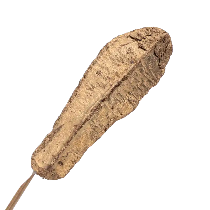 Wyraźne zbliżenie na teksturę i złotą powłokę suszu egzotycznego Mahogany pod na patyczku.
