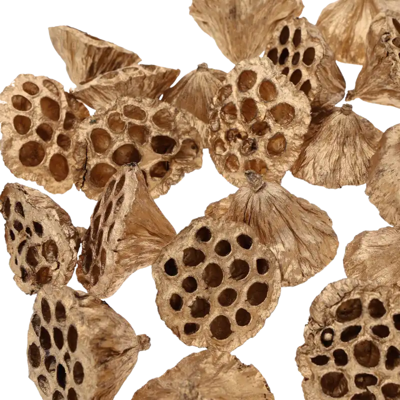 Zbliżenie na susz egzotyczny w złotym kolorze. Widoczne szczegóły naturalnej struktury i porowatych powierzchni kwiatów lotosu o wielkości 6-8 cm.