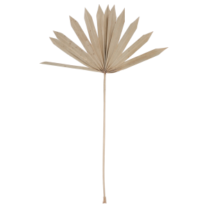 Naturalny suszony liść palmy o wysokości 55 cm, prezentowany w pełnym rozmiarze. Elegancki susz egzotyczny do dekoracji wnętrz.