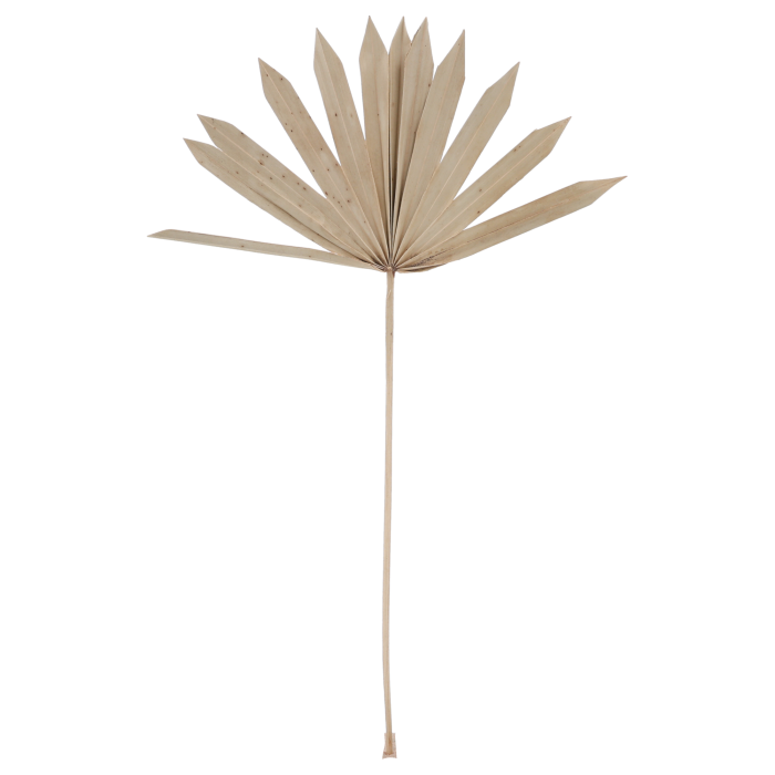 Naturalny suszony liść palmy o wysokości 55 cm, prezentowany w pełnym rozmiarze. Elegancki susz egzotyczny do dekoracji wnętrz.