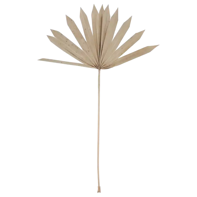 Naturalny suszony liść palmy o wysokości 55 cm, prezentowany w pełnym rozmiarze. Elegancki susz egzotyczny do dekoracji wnętrz.