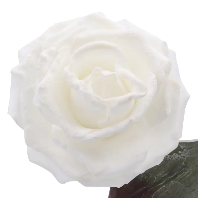 Szczegółowe ujęcie pąka białej róży piankowej o średnicy 10-12 cm, podkreślające jej klasyczną formę.