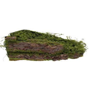 Kora z mchem pod kompozycje 40 cm to naturalny podkład florystyczny, idealny jako baza do stroików świątecznych i ozdób, prezentujący leśną fakturę z zielonym mchem.
