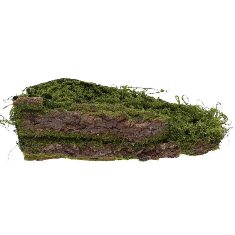 Kora z mchem pod kompozycje 40 cm to naturalny podkład florystyczny, idealny jako baza do stroików świątecznych i ozdób, prezentujący leśną fakturę z zielonym mchem.