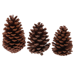 Zestaw trzech naturalnych brązowych szyszek o wysokości 7-14 cm. Idealny susz kwiatowy do jesiennych i bożonarodzeniowych dekoracji.