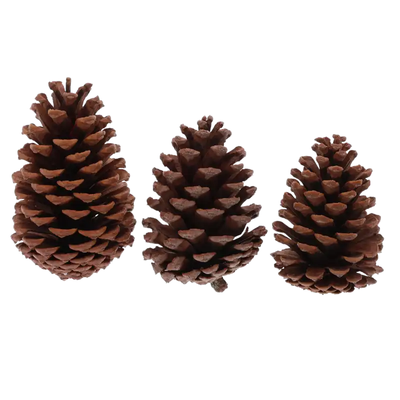 Zestaw trzech naturalnych brązowych szyszek o wysokości 7-14 cm. Idealny susz kwiatowy do jesiennych i bożonarodzeniowych dekoracji.