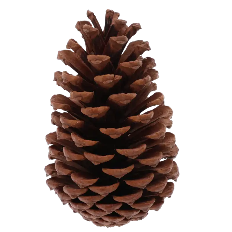Zbliżenie na pojedynczą naturalną brązową szyszkę o wysokości 7-14 cm, uwydatniające jej autentyczną fakturę i sezonowy wygląd.