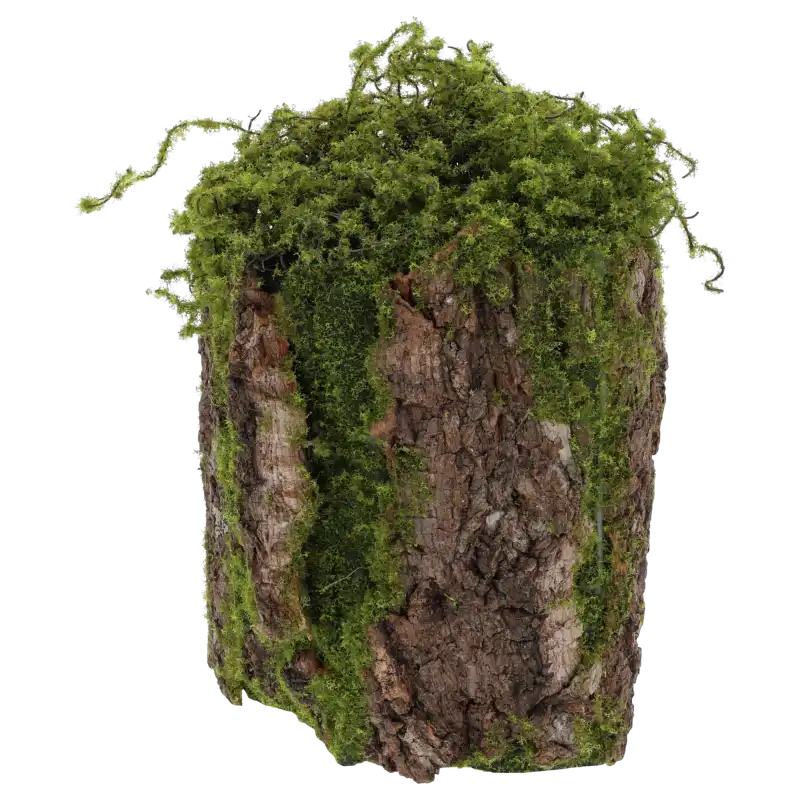 Zbliżenie na fakturę kory pokrytej zielonym mchem. Element o wymiarach 22x15 cm do aranżacji roślinnych.
