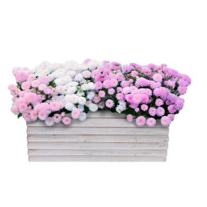 Biała drewniana osłonka 30x15 cm z palików wypełniona kolorowymi kwiatami. Dekoracyjna baza do roślin na balkon i taras.