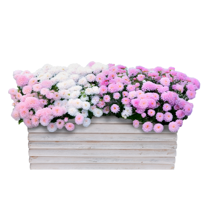 Biała drewniana osłonka 30x15 cm z palików wypełniona kolorowymi kwiatami. Dekoracyjna baza do roślin na balkon i taras.