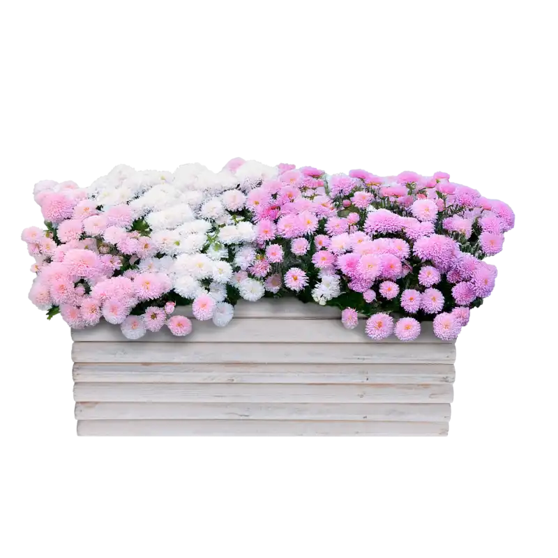 Biała drewniana osłonka 30x15 cm z palików wypełniona kolorowymi kwiatami. Dekoracyjna baza do roślin na balkon i taras.