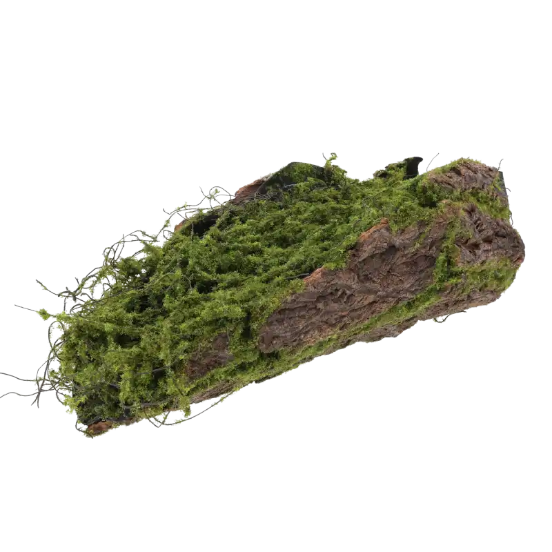 Kora dekoracyjna 37 cm pokryta naturalnym mchem. Idealna baza do tworzenia leśnych kompozycji florystycznych i stroików.