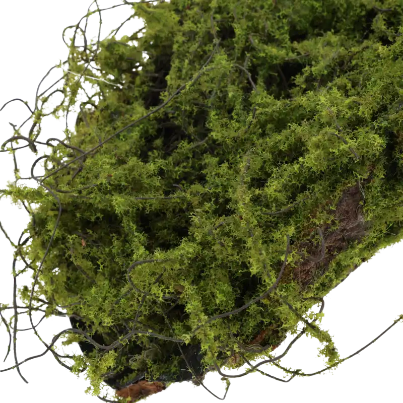 Fragment 37-centymetrowej kory dekoracyjnej. Struktura mchu i drewnianego podłoża widoczna w dużym powiększeniu.