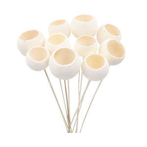 Zestaw 10 sztuk suszu egzotycznego Bell Cup na piku. Naturalne dekoracje o unikatowej formie przypominającej kielichy, idealne jako baza do kompozycji florystycznych.