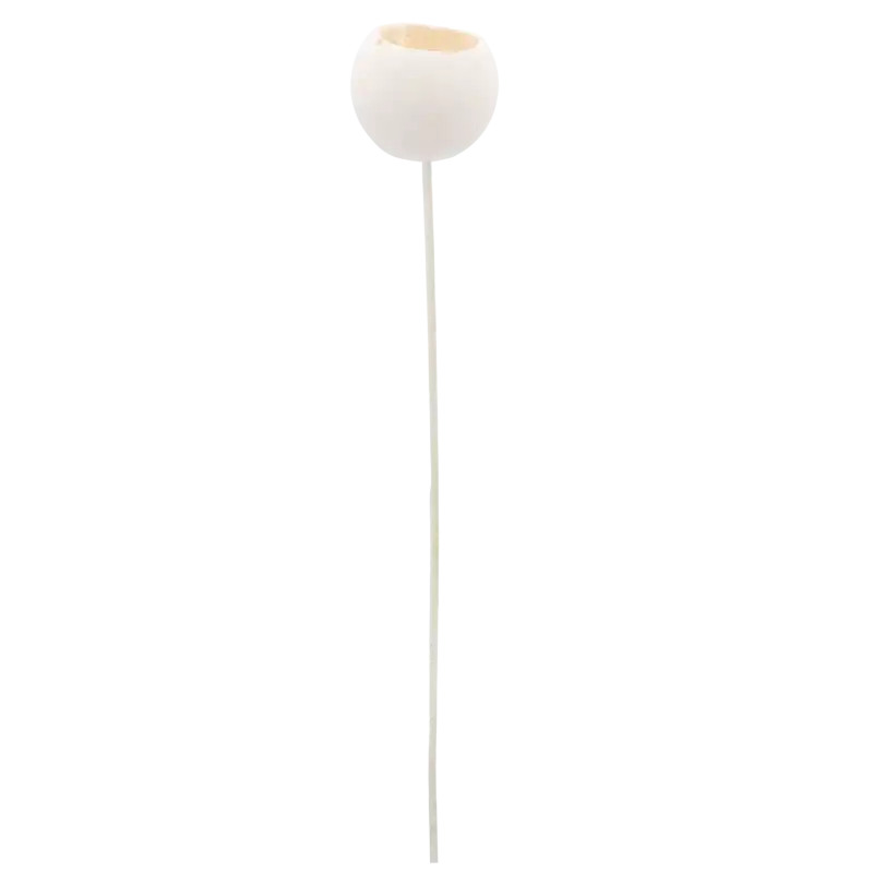 Pojedyncza sztuka suszu egzotycznego Bell Cup na długim, cienkim patyczku. Minimalistyczna forma roślinna gotowa do wykorzystania w stroikach lub wazonie.