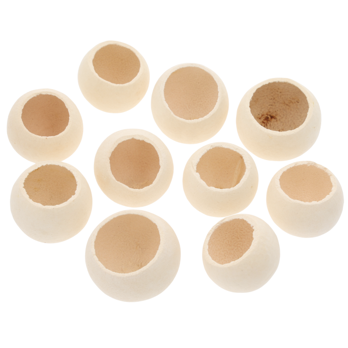 Zestaw 10 sztuk naturalnego suszu egzotycznego Bell Cup w formie główek o średnicy 5-7 cm na białym tle.