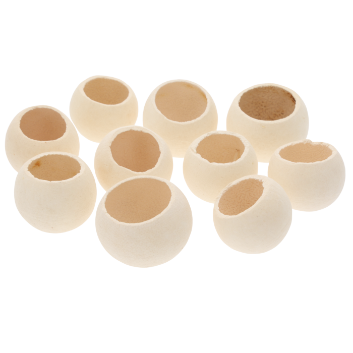 Dziesięć sztuk naturalnych główek Bell Cup o wymiarach 5-7 cm ułożonych w luźną kompozycję na jasnym tle.