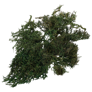 Gałązki Iron Bush w formie suszu kwiatowego o głębokiej, ciemnozielonej barwie. Unikalna, splątana struktura gałązek zapewnia surowy, organiczny wygląd w każdej dekoracji.