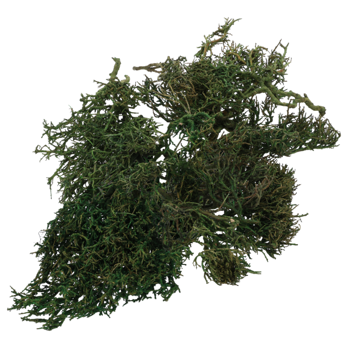 Gałązki Iron Bush w formie suszu kwiatowego o głębokiej, ciemnozielonej barwie. Unikalna, splątana struktura gałązek zapewnia surowy, organiczny wygląd w każdej dekoracji.