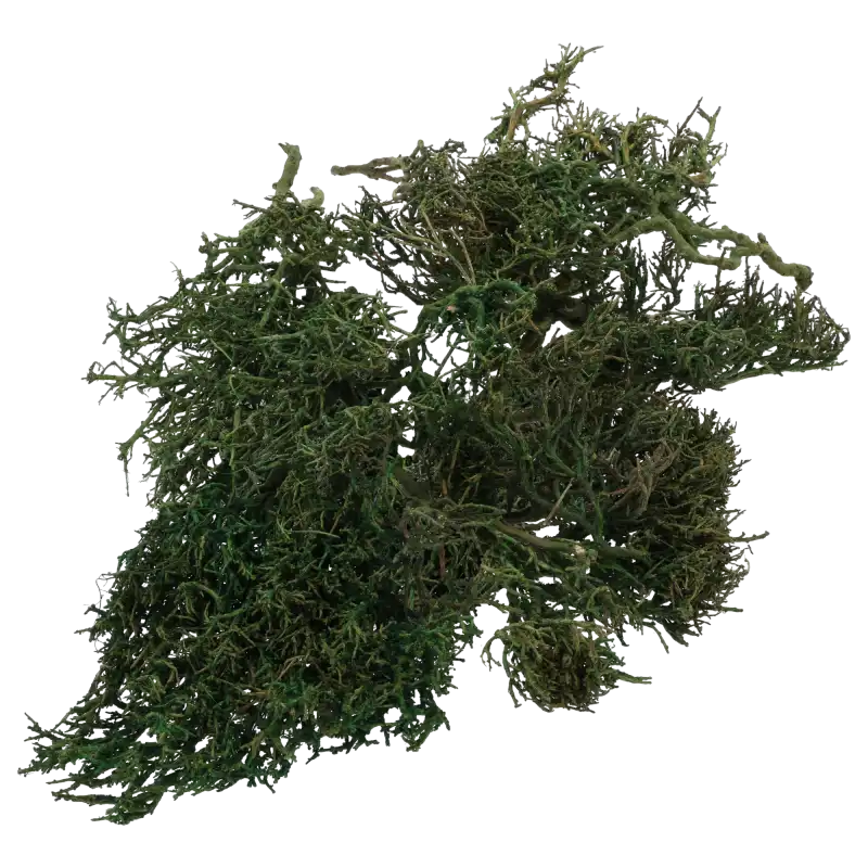 Gałązki Iron Bush w formie suszu kwiatowego o głębokiej, ciemnozielonej barwie. Unikalna, splątana struktura gałązek zapewnia surowy, organiczny wygląd w każdej dekoracji.