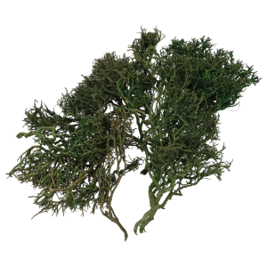 Widok na gałązki Iron Bush z innej perspektywy, ukazujący ich fantazyjny, naturalnie splątany układ. Doskonała baza do rękodzieła i florystyki.
